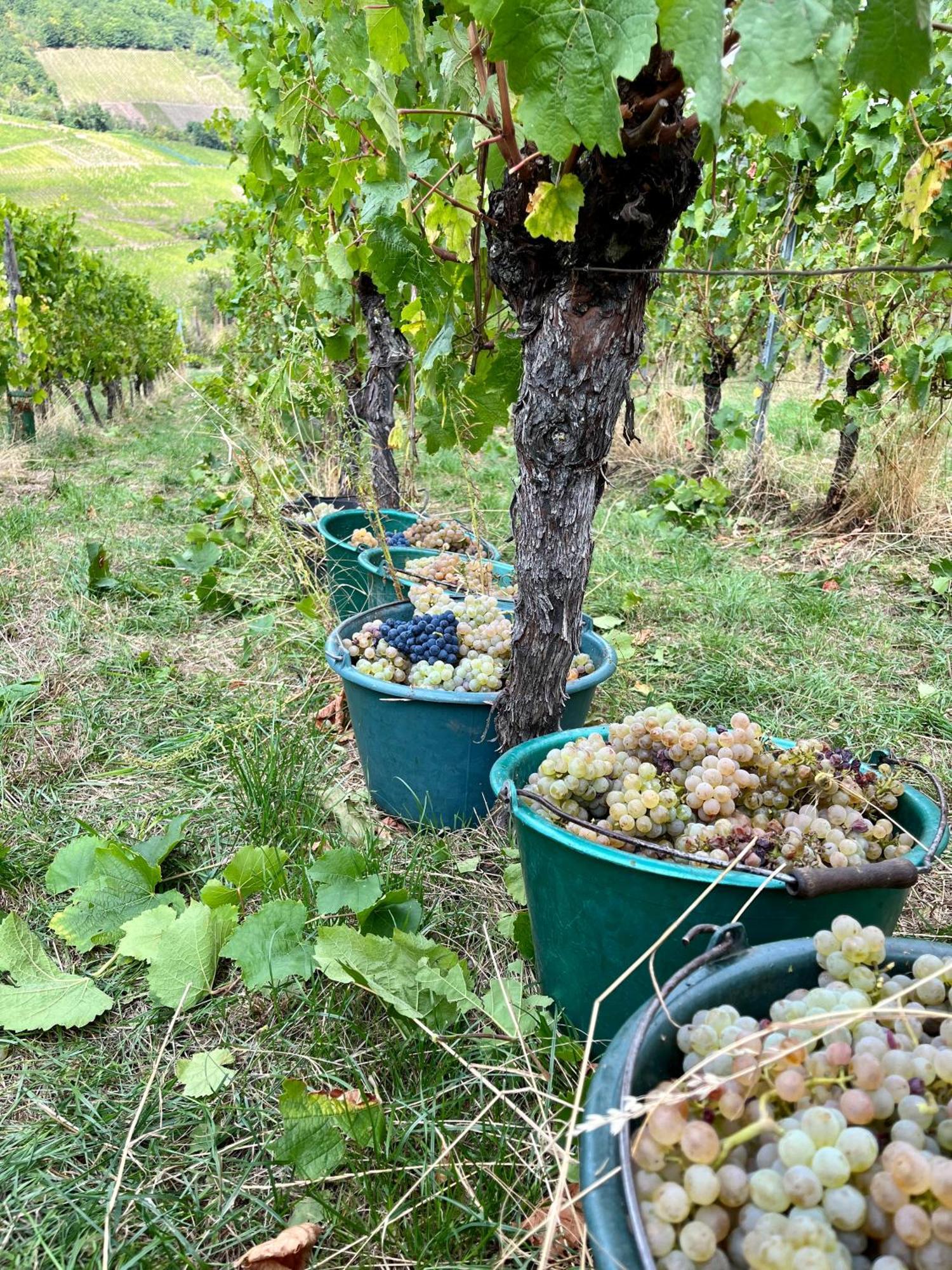 Chambre Du Vigneron - Domaine Leon Bleesz Reichsfeld Exterior foto